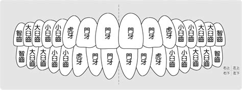 牙齒 單數|teeth 與「牙」或「齒」或「牙齒」或「齒牙」等的轉換密碼，兼。